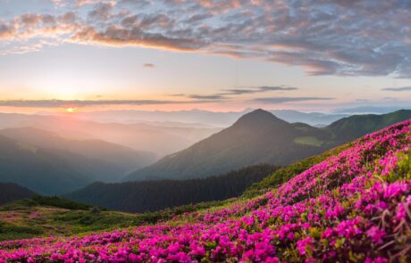 Miele di Rododendro