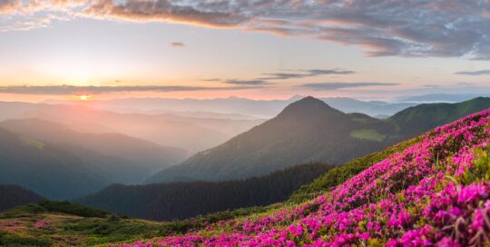 Miele di Rododendro