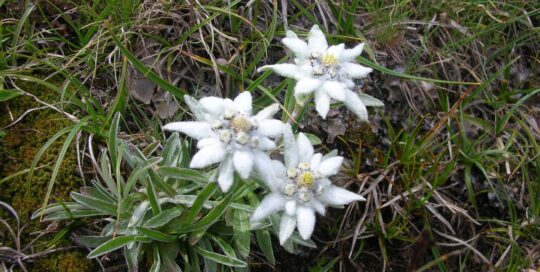 Miele Millefiori Alta Montagna