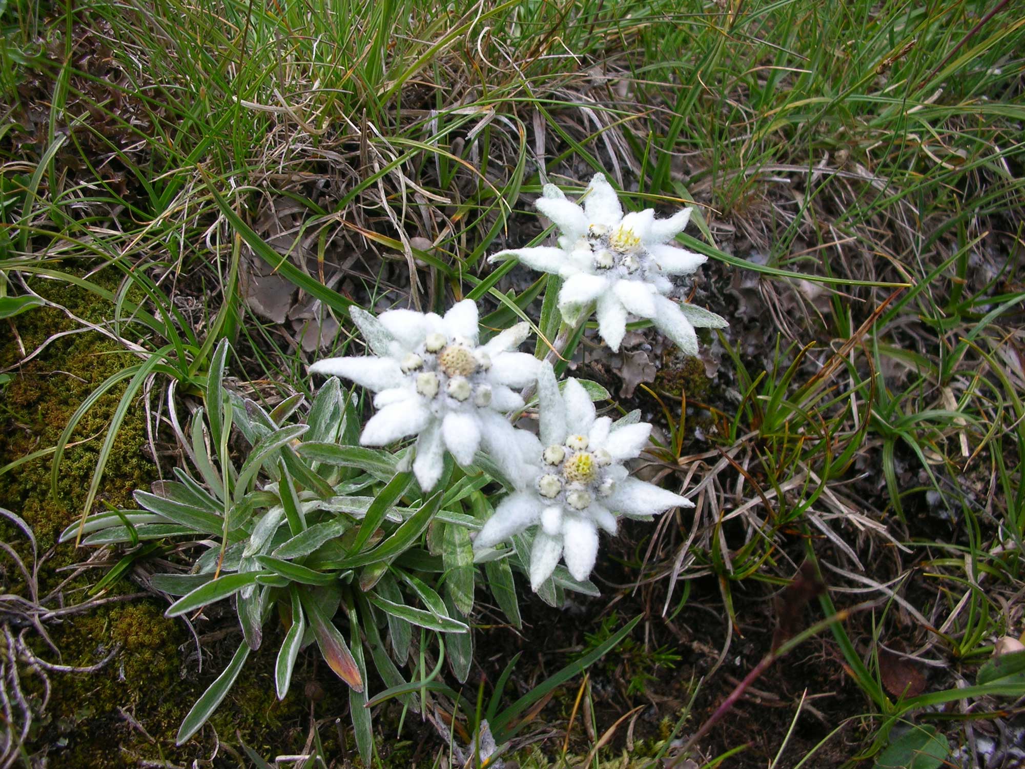Miele Millefiori di Alta Montagna